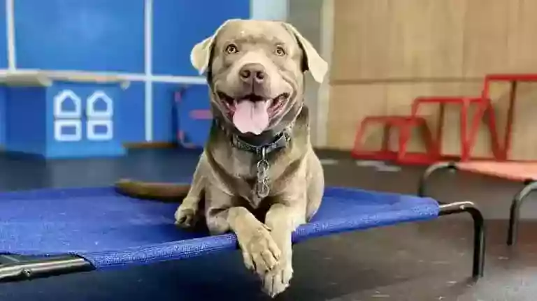 Dog Training Twin Cities